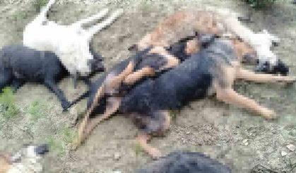 Bilecik’te köpek katliamı