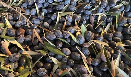 Bodrum Garaova’da Dilmit Zeytini Şenliği düzenlenecek