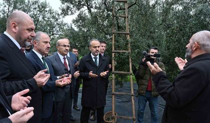 Orhangazi’de de zeytin hasadı başladı