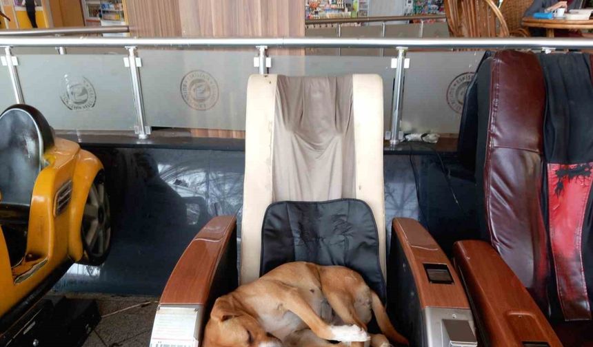 Eskişehir Şehirlerarası Otobüs Terminali’ndeki sevimli köpek vatandaşların ilgi odağı oldu